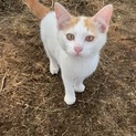 茶白の３ヶ月男の子