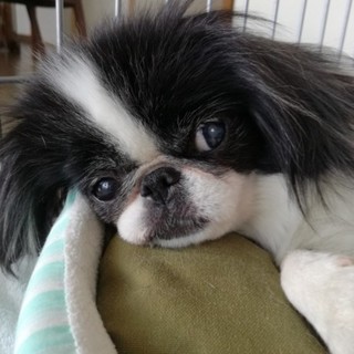 穏やかでお利口さんな狆、トーイちゃん