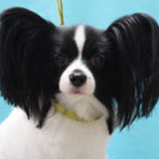 パピヨンの男の子です！