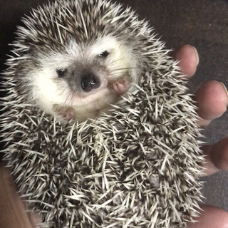 ハリネズミの里親さん募集