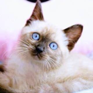 MISIA♡しあわせにゃんこになりました