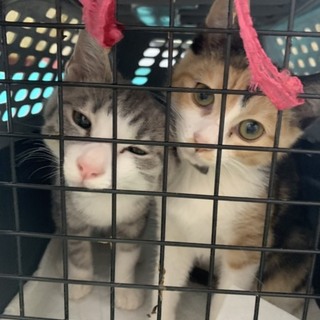 三毛猫メス☆グレーオス☆兄妹