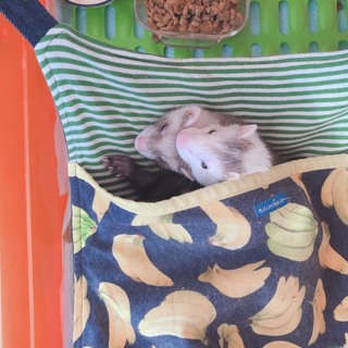 ピーターソンフェレット