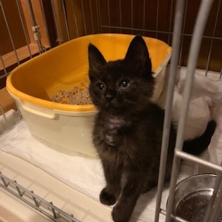 ろくちゃん　家族募集中　子熊