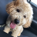 （応募者多数のため締切）トイプードル9ヶ月子犬雄