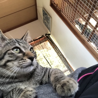 6匹のかわいい子猫兄弟のしんちゃん