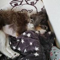きなこ