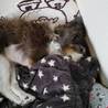 きなこ