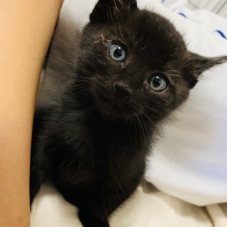真っ黒の可愛い子ネコ
