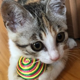 甘えん坊キジミケ♀2ヶ月 里親決定♪