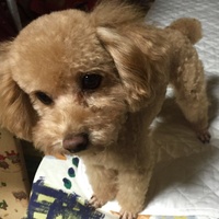 チーズ