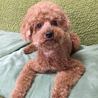 プッチ