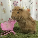 巻き毛モルモットアビシニアン♂