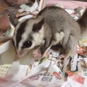 フクロモモンガホワイトフェイスのルシファーちゃん