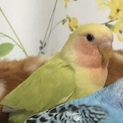 コザクラインコ（シナモン）