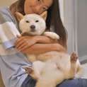 まるでぬいぐるみ 愛嬌溢れる柴犬ミックス