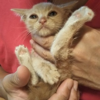 急募！ ひかれそうになっていた仔猫 No.2