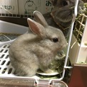 ネザーランドドワーフの仔ウサギの里親募集中