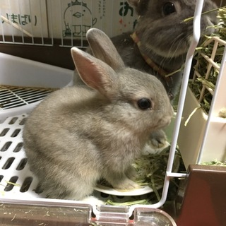 ネザーランドドワーフの仔ウサギの里親募集中