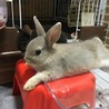 ネザーランドドワーフの仔ウサギの里親募集中 サムネイル2