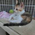 子猫　2月　メス　みけ