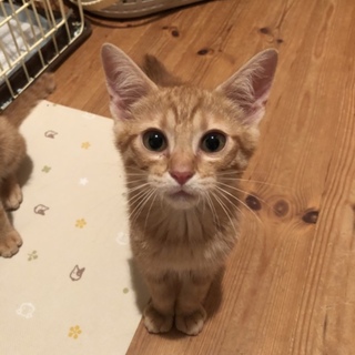 たれ目の茶トラくん（ボブテイル）