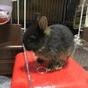 ネザーランドドワーフの仔ウサギ サムネイル3