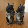 ネザーランドドワーフの仔ウサギ サムネイル4