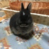 ネザーランドドワーフの仔ウサギ サムネイル5