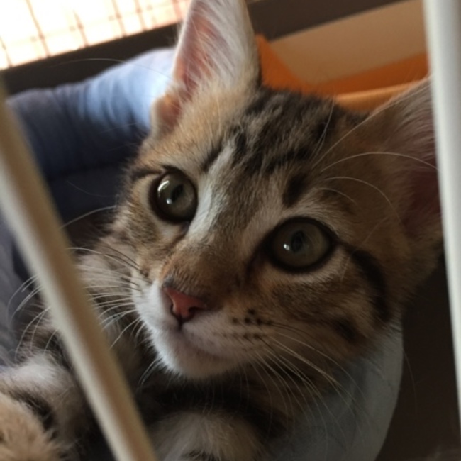 アニマルフレンドのカバー写真