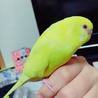 ちゃろ*ﾟ