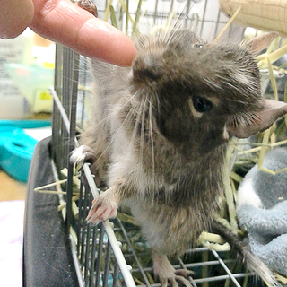 ブルーパイドのデグー！