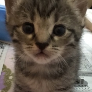 三週齢  キジ小さな子猫