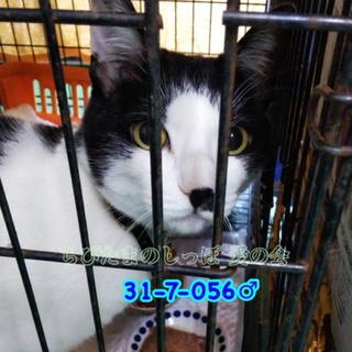 人馴れしたハチくん(;_;)落ち込んでます...