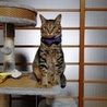 猫耳チャチャ さん
