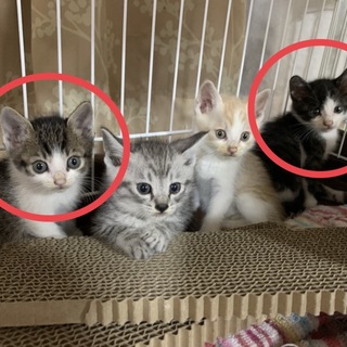 ★赤ちゃん猫の兄妹２匹一緒で募集中★