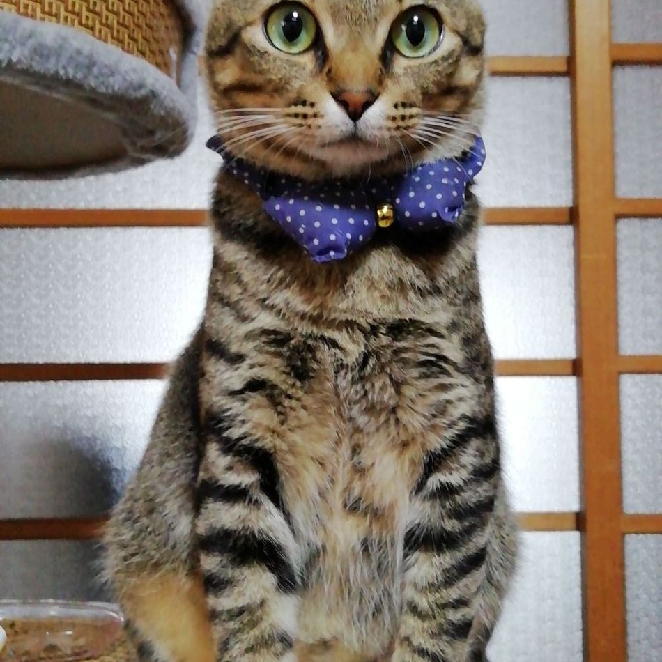 茶々くんのカバー写真