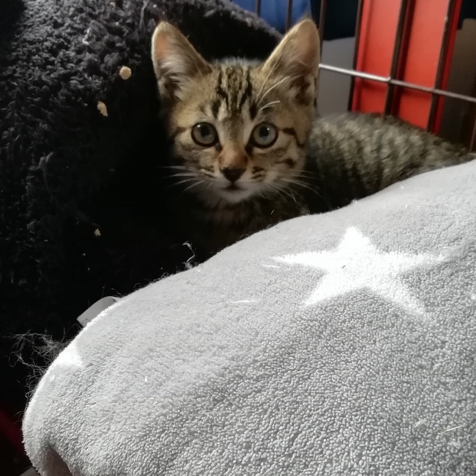 ちび①のカバー写真