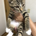 可愛いキジトラ 男の子