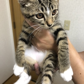 可愛いキジトラ 男の子