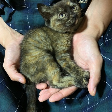 仮)このはの写真