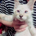 子猫の里親を探しています