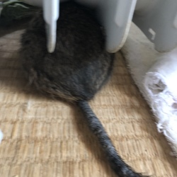 オイルヒーターがお気に入り
