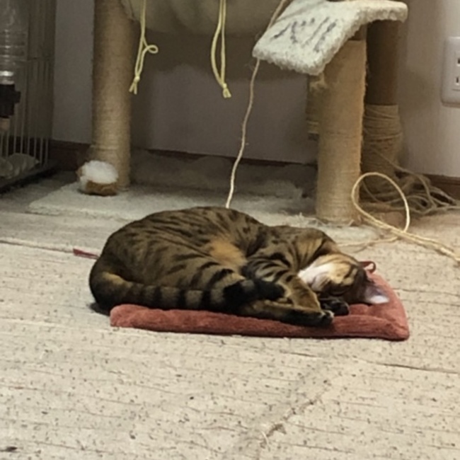 ユウベルのカバー写真