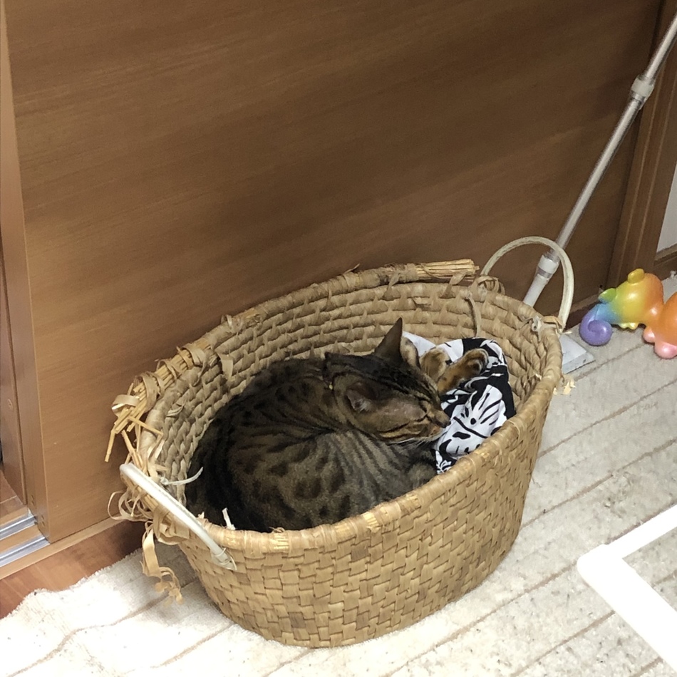 ベルのカバー写真