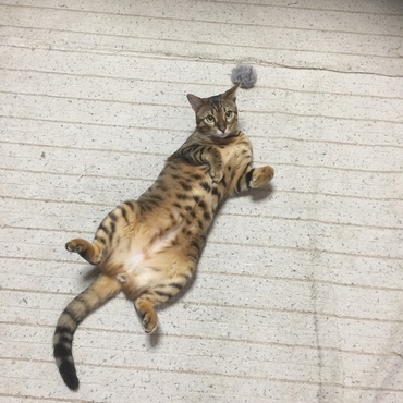 お気に入りのポーズ