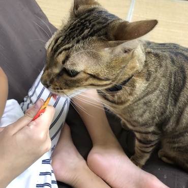 大好きなチュール