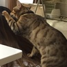 髪を食べる