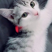 あめ