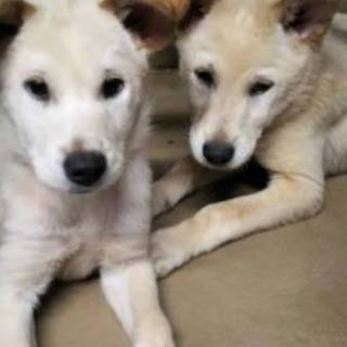 緊急！！家族として迎えてください！！